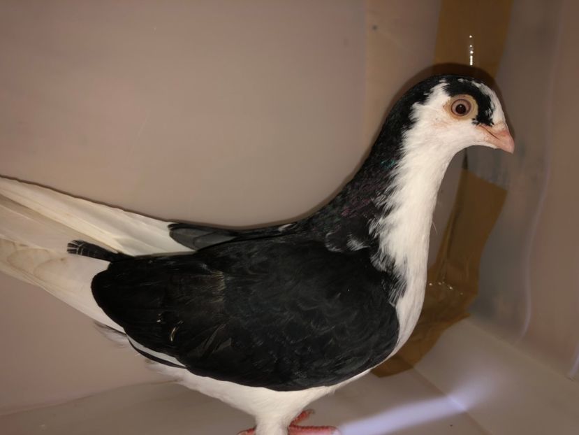 6809  mascul  2019_3 - tineret 2019