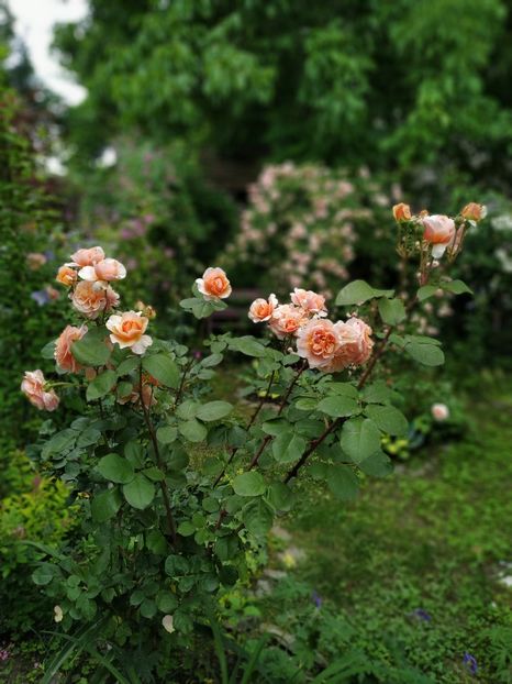  - Versigny
