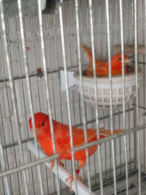  - 00 Canari 2019