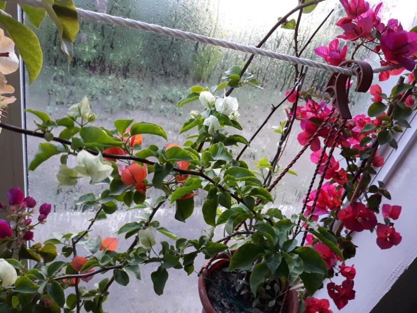  - Bougainvillea 2019-2020