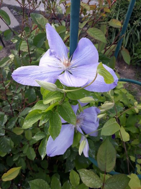  - 2019 clematis