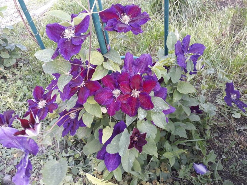  - 2019 clematis
