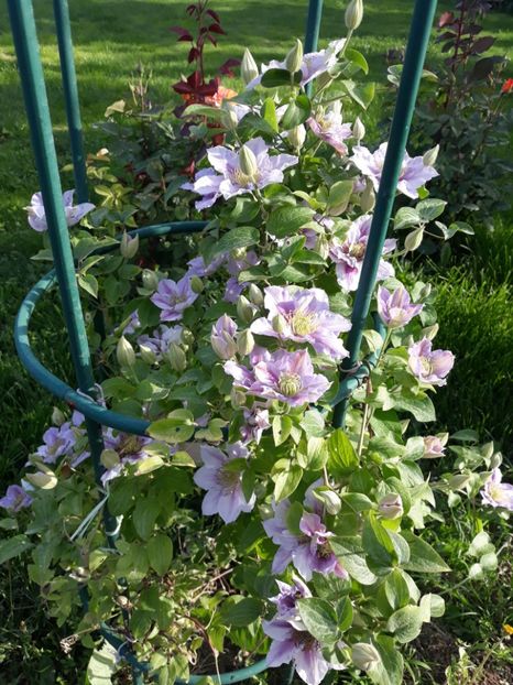  - 2019 clematis