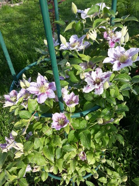  - 2019 clematis