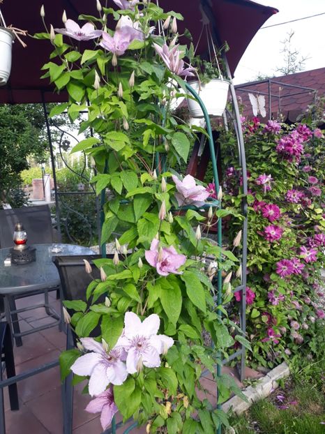  - 2019 clematis