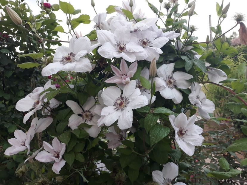  - 2019 clematis