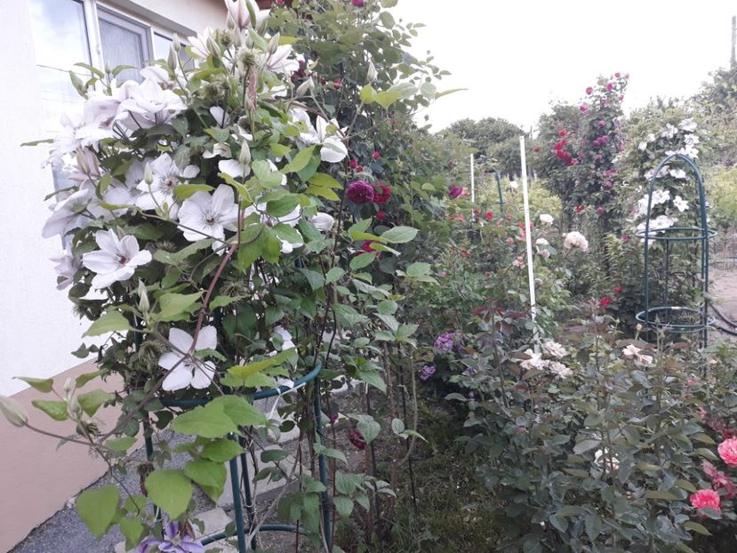  - 2019 clematis