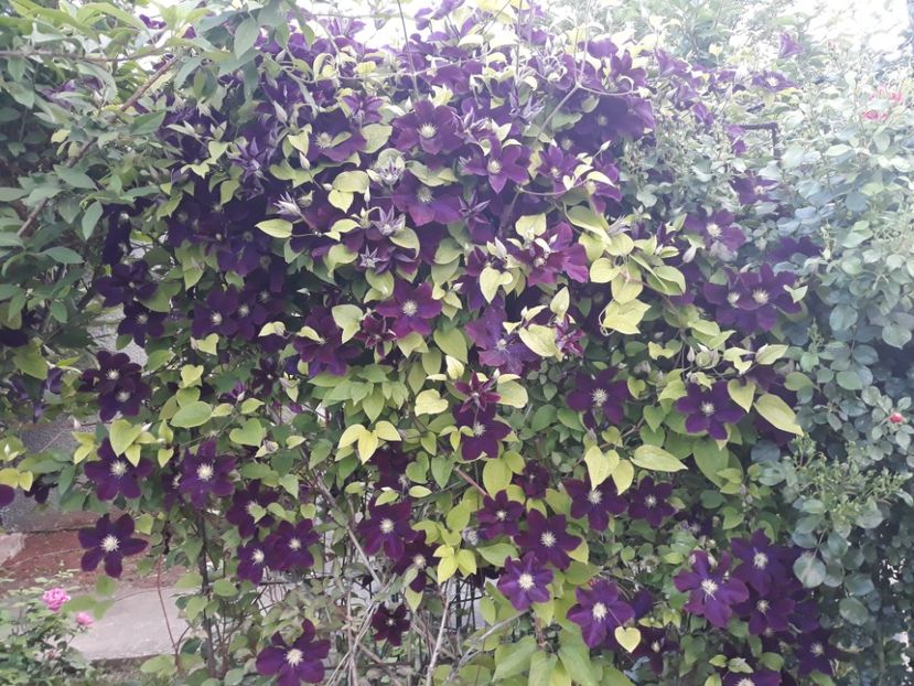  - 2019 clematis