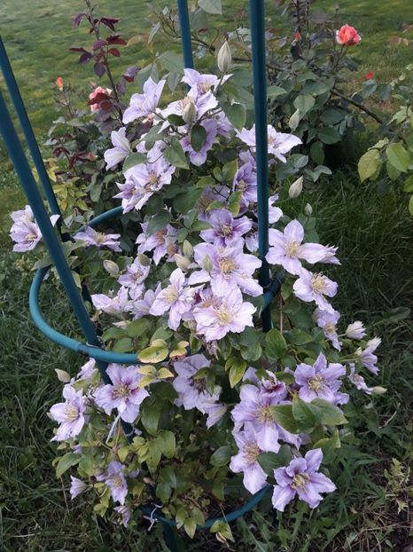  - 2019 clematis