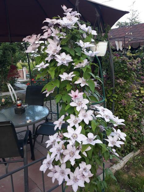  - 2019 clematis