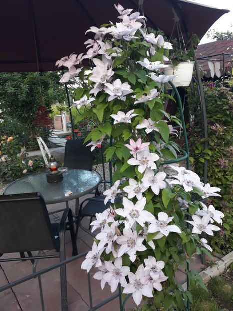  - 2019 clematis