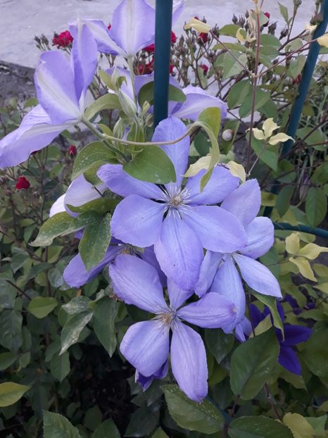  - 2019 clematis