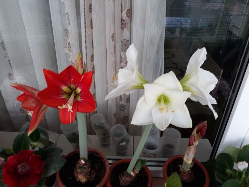  - AMARYLLIS