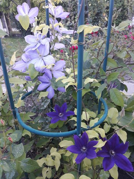  - 2019 clematis