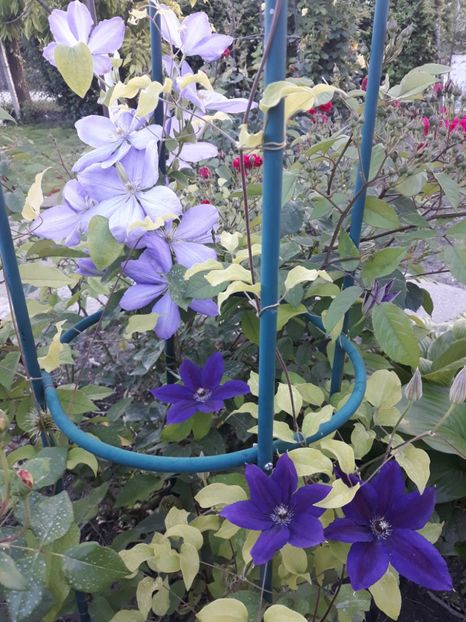  - 2019 clematis