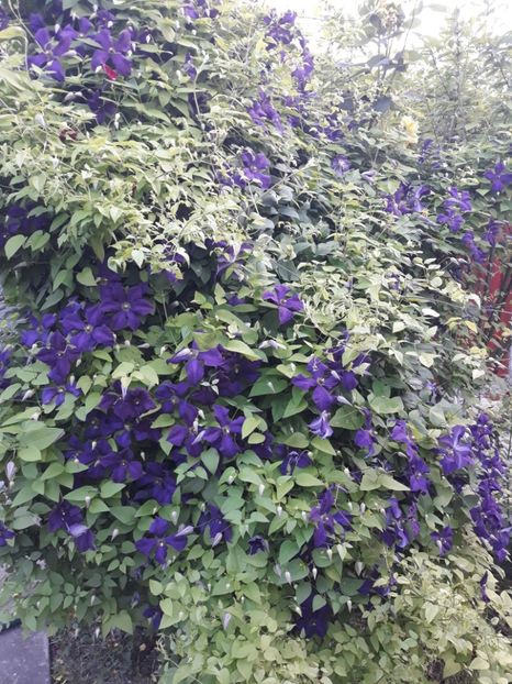  - 2019 clematis