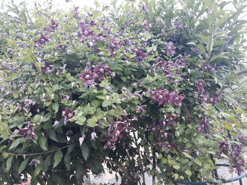  - 2019 clematis