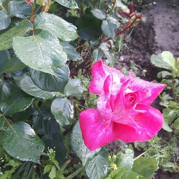  - Floricele