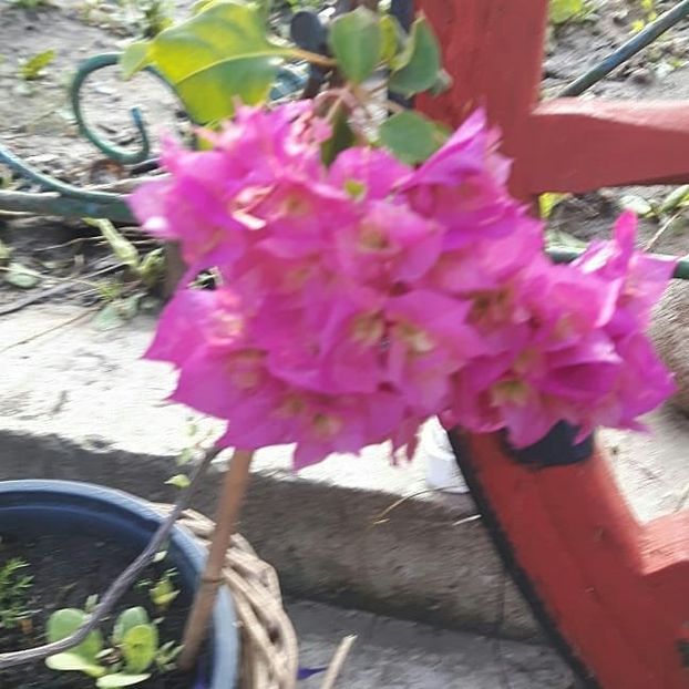  - Floricele