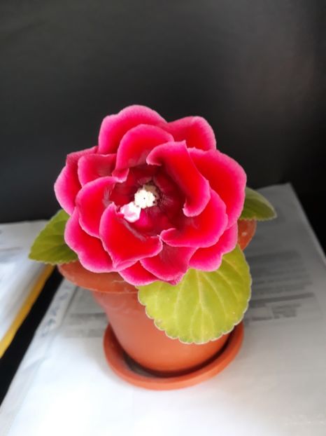  - gloxinii_2019