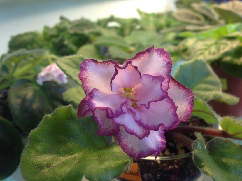 IAN Minuet - Violete de colecție cand nu poti sa te oprești 2018aprilie