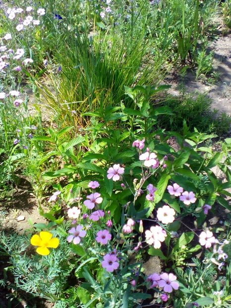  - curtea cu toate cele 2019