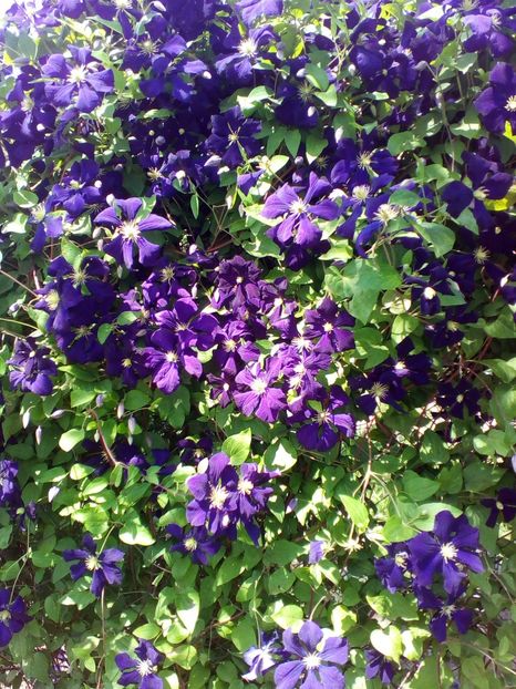  - curtea cu toate cele 2019