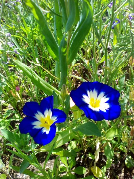 Convolvulus tricolor ‘Blue Ensign’ - curtea cu toate cele 2019