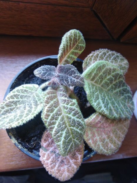  - Episcia
