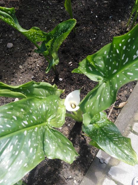  - CALE 2013-2018-2019