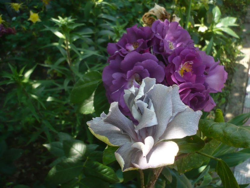 P1410676 - HIBISCUSI 2019-1