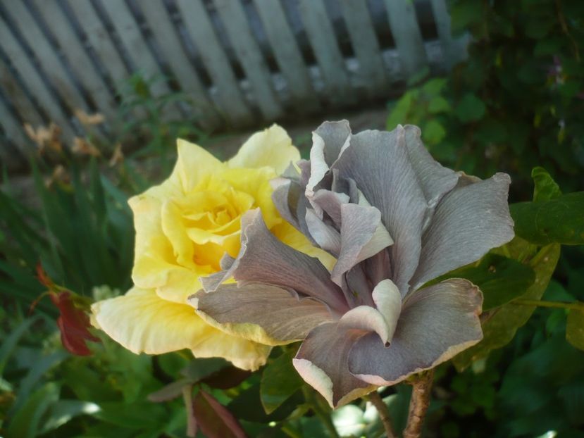 P1410677 - HIBISCUSI 2019-1