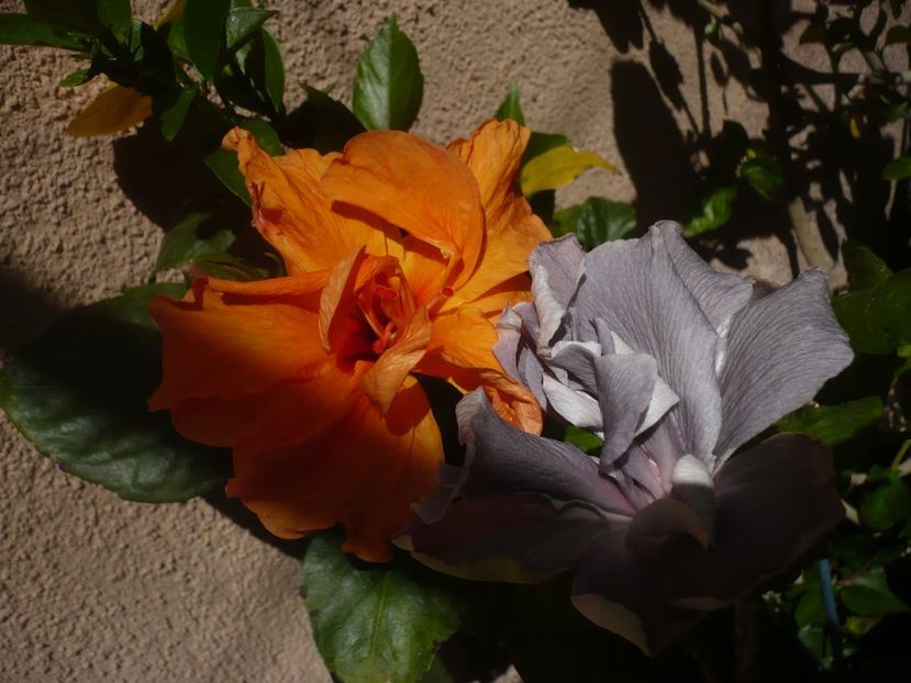 P1410678 - HIBISCUSI 2019-1