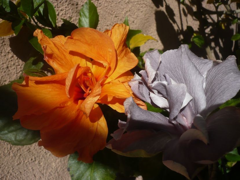 P1410679 - HIBISCUSI 2019-1