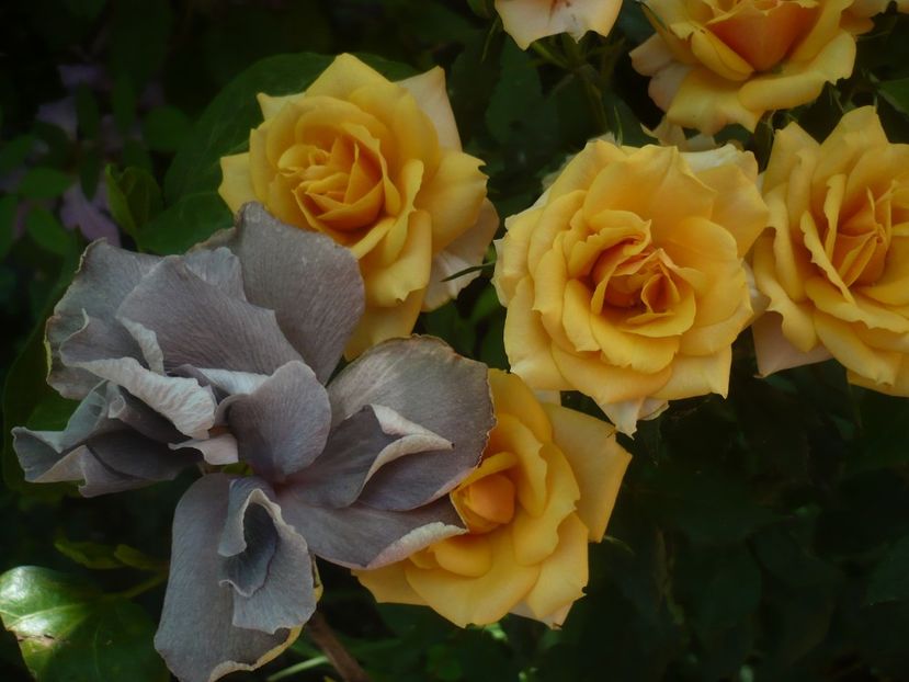 P1410681 - HIBISCUSI 2019-1