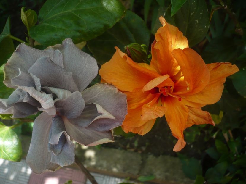 P1410682 - HIBISCUSI 2019-1