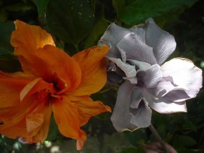 P1410683 - HIBISCUSI 2019-1