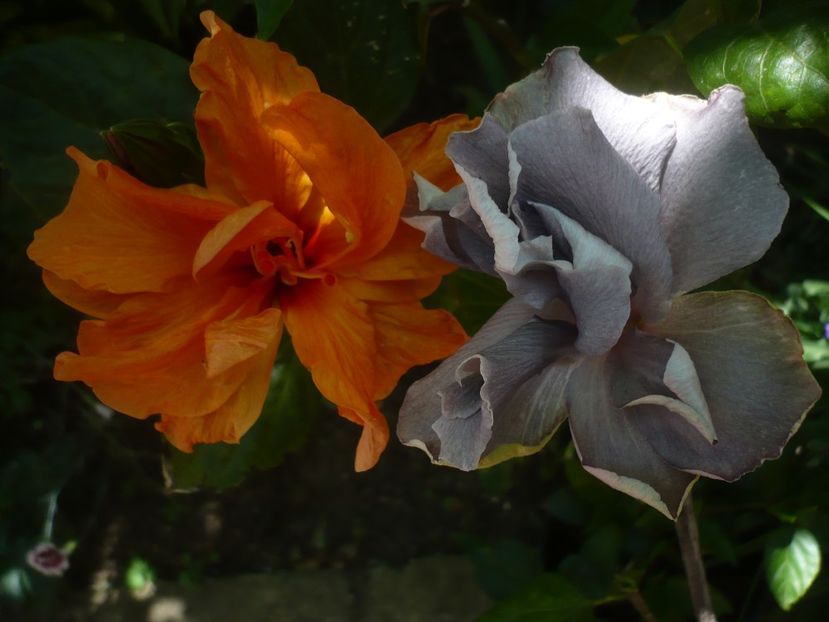 P1410684 - HIBISCUSI 2019-1