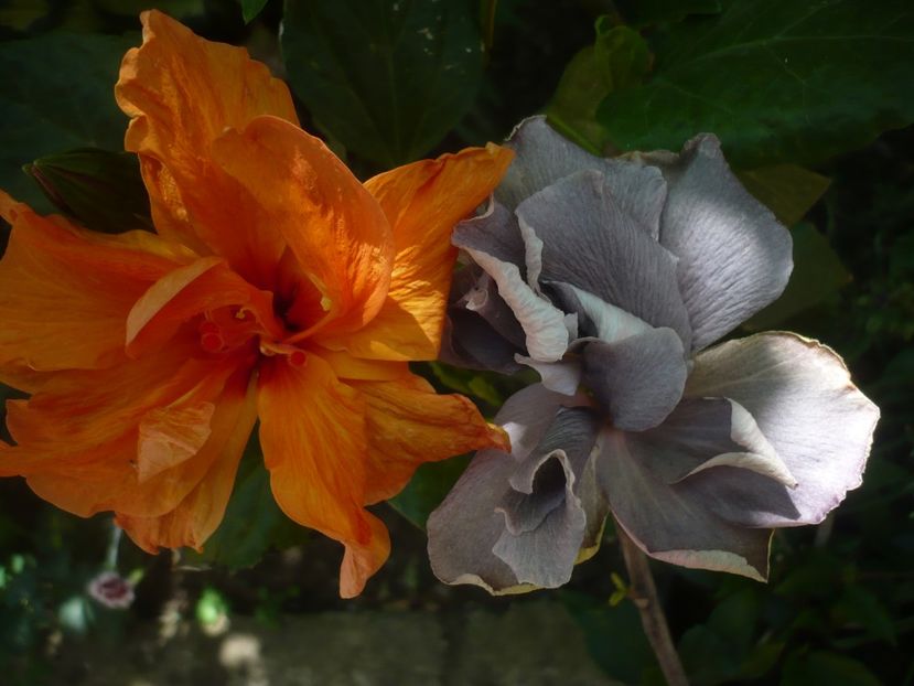 P1410686 - HIBISCUSI 2019-1