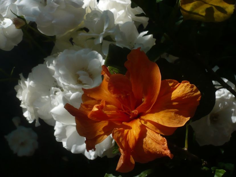 P1410687 - HIBISCUSI 2019-1