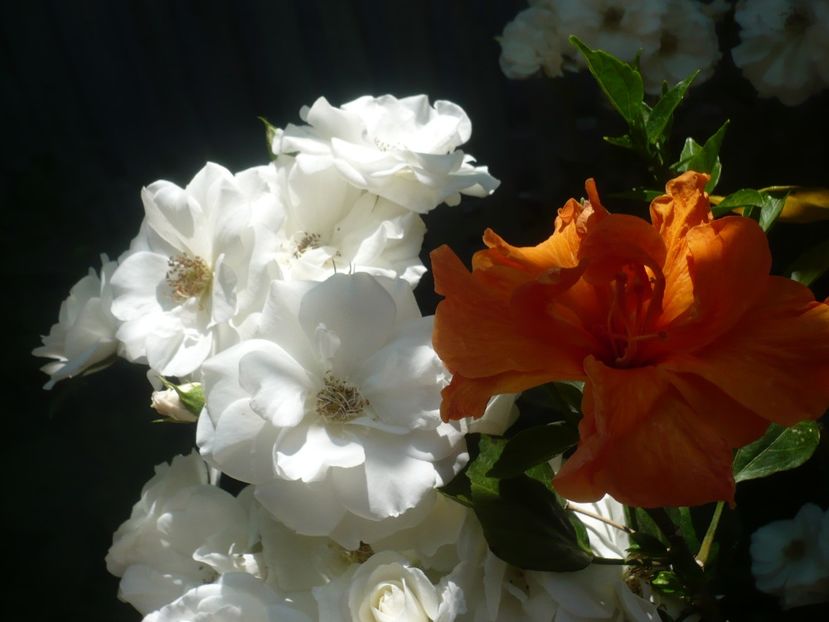 P1410688 - HIBISCUSI 2019-1