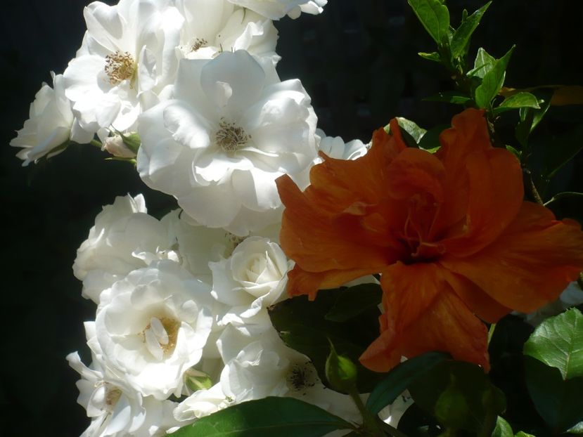 P1410689 - HIBISCUSI 2019-1