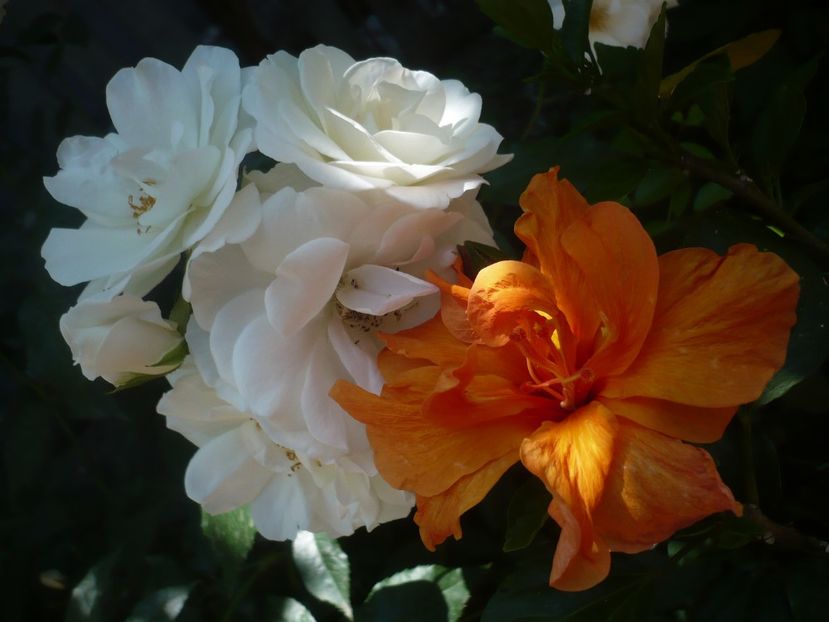 P1410690 - HIBISCUSI 2019-1