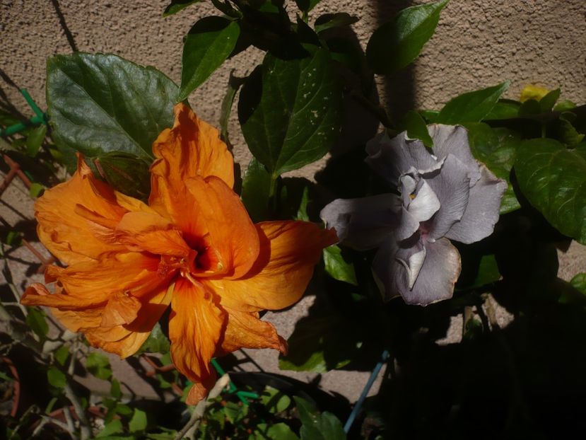 P1410691 - HIBISCUSI 2019-1