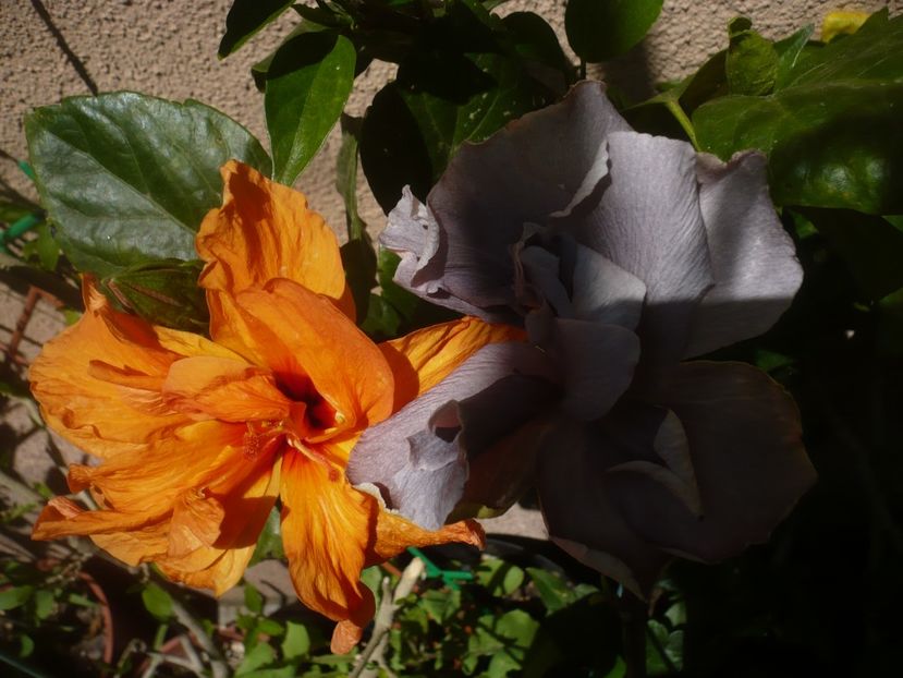 P1410692 - HIBISCUSI 2019-1