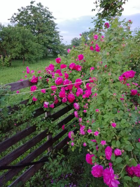  - Bourbon Great Western