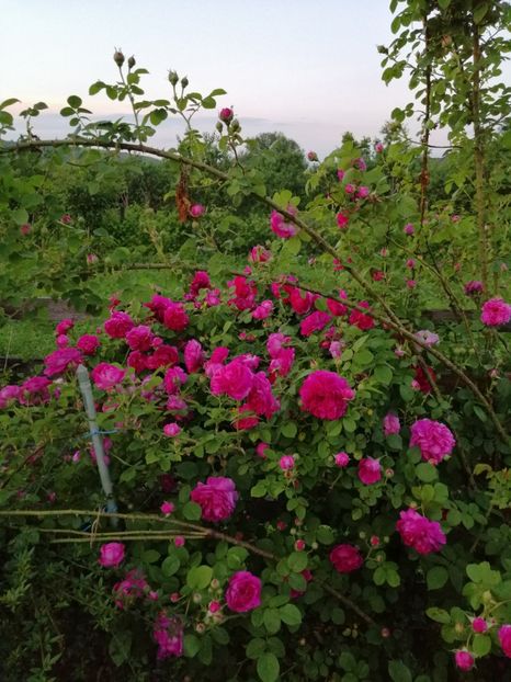  - Bourbon Great Western