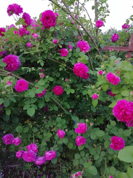  - Bourbon Great Western