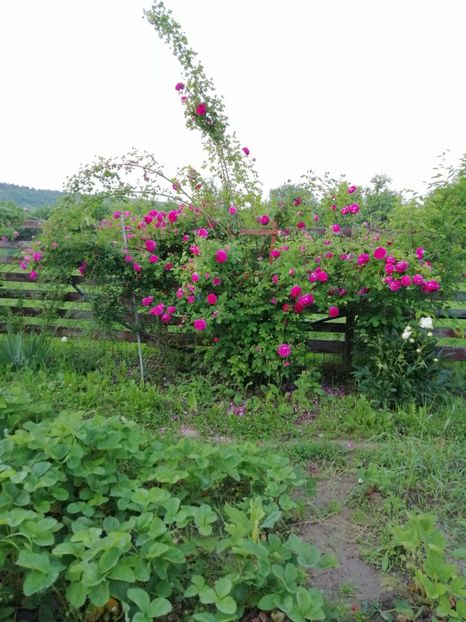  - Bourbon Great Western