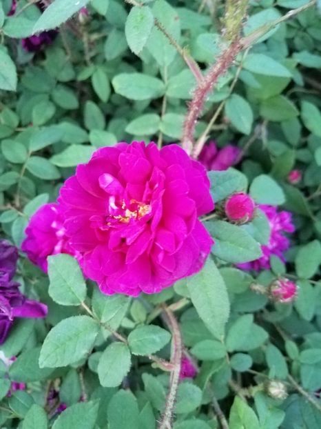  - Moss Nuits de Young